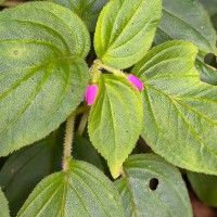 Sonerila pilosula Thwaites